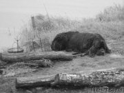 Превью фото № 128482