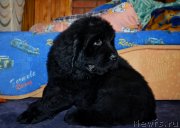 Превью фото № 128485