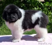 Превью фото № 128503