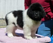 Превью фото № 128504