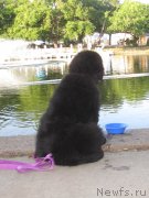 Превью фото № 128520