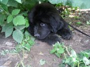 Превью фото № 128523