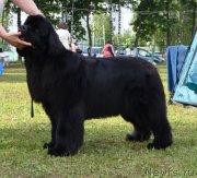 Превью фото № 128624