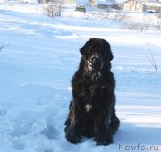 Превью фото № 128630