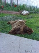 Превью фото № 128723