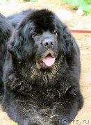 Превью фото № 128726