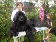 Превью фото № 128764