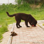 Превью фото № 128794