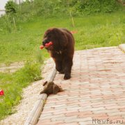 Превью фото № 128795