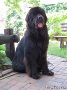 Превью фото № 128806