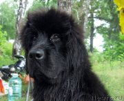 Превью фото № 128900