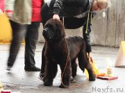 Превью фото № 128974