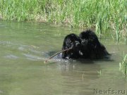 Превью фото № 128991