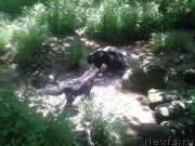 Превью фото № 129114