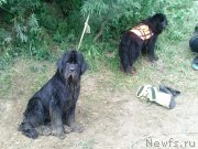 Превью фото № 129132