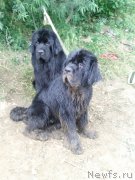 Превью фото № 129137