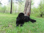 Превью фото № 129171