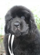 Превью фото № 129207