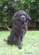 Превью фото № 129208