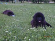 Превью фото № 129340