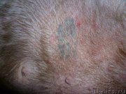 Превью фото № 129374