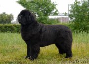 Превью фото № 129378