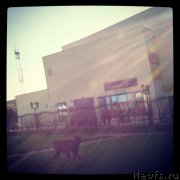 Превью фото № 129417