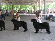 Превью фото № 129441