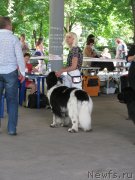 Превью фото № 129455