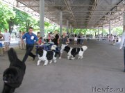 Превью фото № 129459