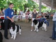 Превью фото № 129463