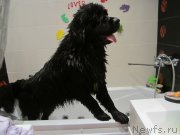 Превью фото № 129507