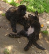 Превью фото № 129517