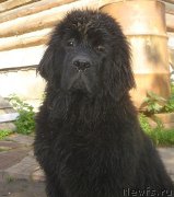 Превью фото № 129521