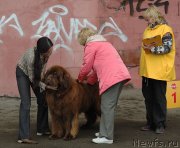 Превью фото № 129533