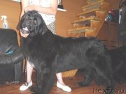 Превью фото № 129570