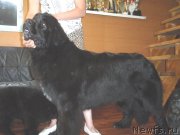 Превью фото № 129571