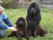 Превью фото № 129573