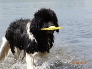 Превью фото № 129597