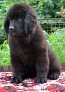 Превью фото № 129623