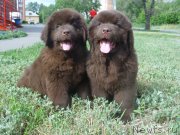 Превью фото № 129625