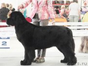 Превью фото № 129673