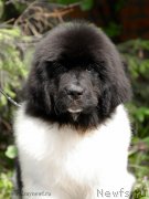 Превью фото № 129691