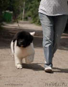 Превью фото № 129694