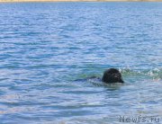 Превью фото № 129732