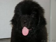 Превью фото № 129736