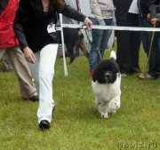 Превью фото № 129773