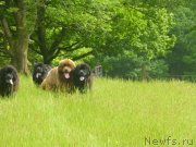 Превью фото № 129854