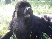 Превью фото № 129861