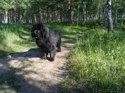 Превью фото № 129863